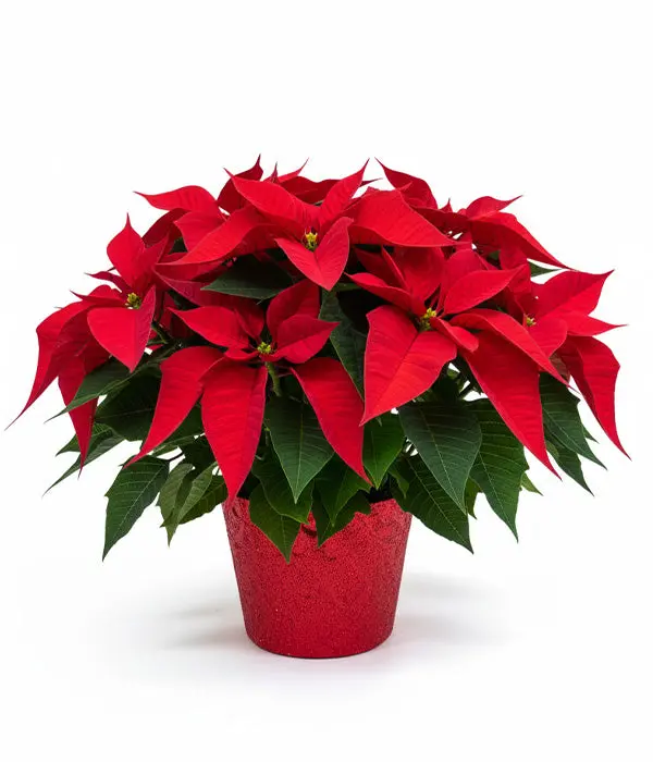 Christmas Flowers & Gift Baskets